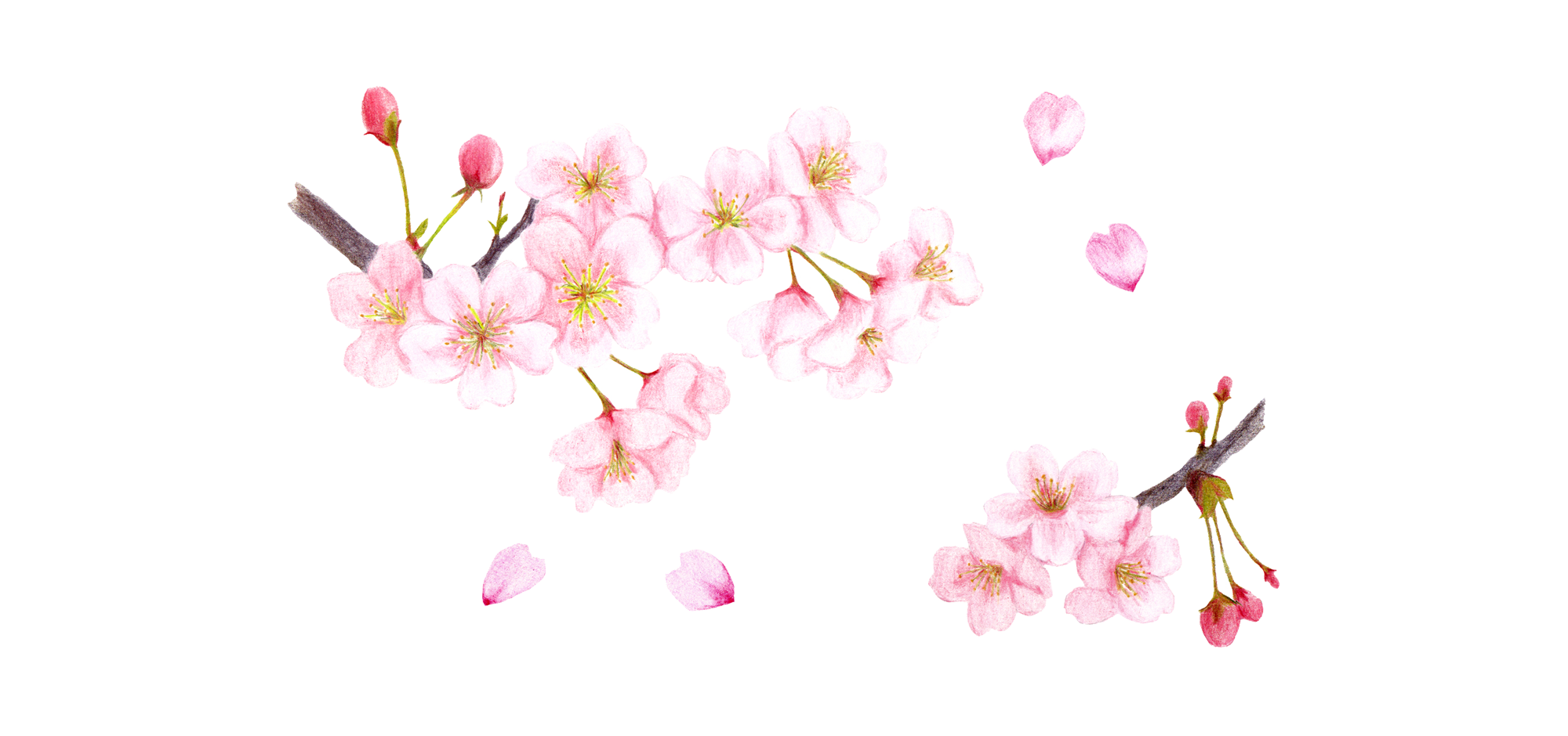 時に癒し しばしば症状を和らげ 常に慰める